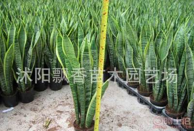 【夏陽批發虎尾蘭虎皮蘭盆栽盆景多肉植物盆栽】沭陽飄香苗木園藝場