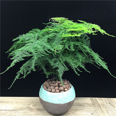 文竹室內綠色盆栽大型辦公室吸甲醛 推薦