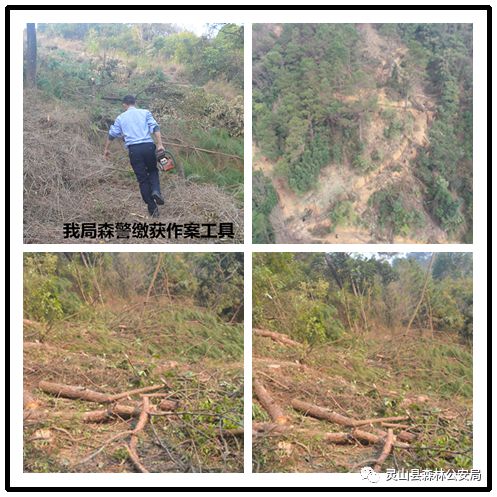 靈山這幾人非法采伐,上班第一天全 挨 了