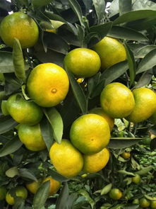 常德千思一年生優(yōu)質(zhì)特早熟由良柑橘苗均高50cm