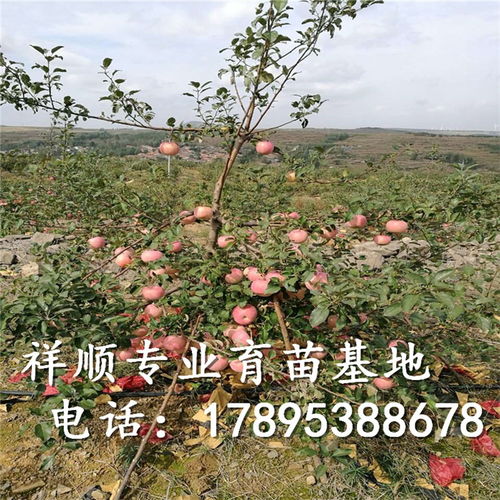 冰糖心蘋果苗 冰糖心蘋果苗新品種 冰糖心蘋果苗價(jià)格