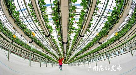 央媒看花都丨廣州花都:美麗鄉(xiāng)村入畫來(lái)