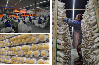 縣現(xiàn)代農(nóng)業(yè)示范區(qū)推進(jìn)產(chǎn)業(yè)規(guī)模發(fā)展