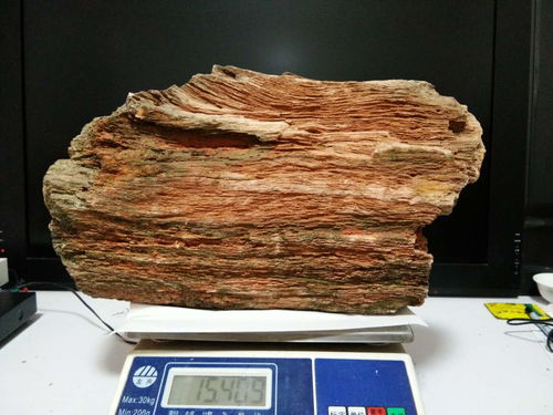 易拍網(wǎng) 趙先生精品樹木化石誠(chéng)意出手