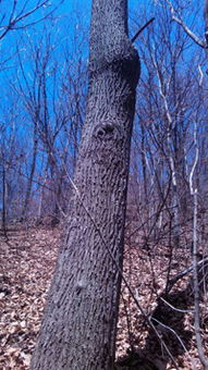 本溪市南芬區(qū)思山嶺鄉(xiāng)東溝村林木