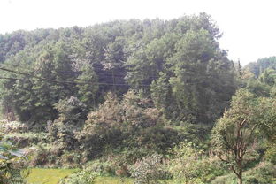 項(xiàng)目名稱 重慶市涪陵區(qū)同樂鄉(xiāng)聚寶村1社的691.6畝林地使用權(quán)及林木所有權(quán) 重慶產(chǎn)權(quán)交易網(wǎng)