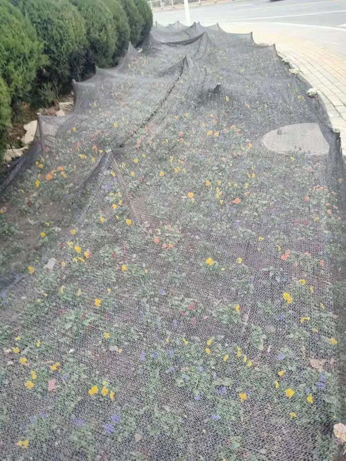 預(yù)防安全隱患,修剪樹枝保通行