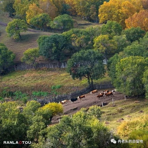 烏蘭布統(tǒng)的秋天 6