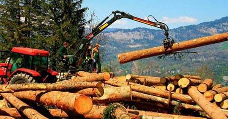 濫伐林木罪怎樣認定的?