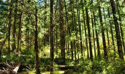 原始森林是日則溝風景線的頂端,林木遮天蔽日十分的愜意