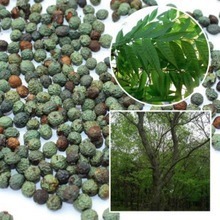 【樹種】最新最全樹種 產品參考信息