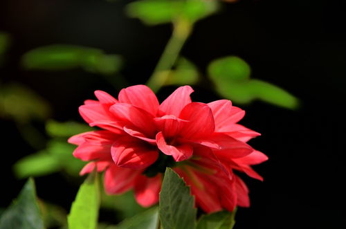 2024花卉植物賞析