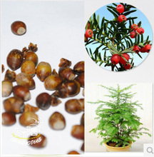 【沙木種子】最新最全沙木種子 產(chǎn)品參考信息