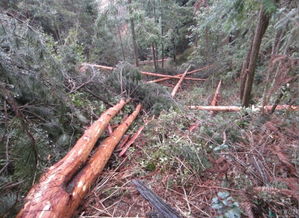 未經批準采伐林木可入刑