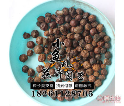 【枸骨種子價(jià)格廠家直銷綠化林木枸骨種子量大優(yōu)惠歡迎選購(gòu)】沭陽(yáng)縣扎下鎮(zhèn)小魚(yú)兒花卉園藝場(chǎng) - 產(chǎn)品庫(kù)