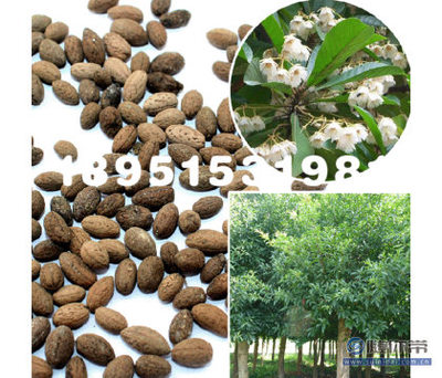 【大葉杜英林木種子花木樹(shù)種工程綠化苗木種子庭院種植基地直銷】沭陽(yáng)縣瑞智花卉苗木園藝場(chǎng) - 產(chǎn)品庫(kù)