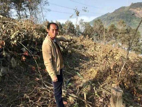 萍鄉(xiāng)一村民砍伐自己承包山場(chǎng)上的林木被抓了