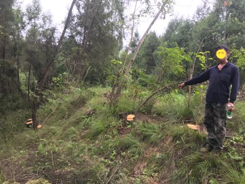 西充,查獲一起濫伐林木案 共計(jì)發(fā)現(xiàn)林木伐樁300余個(gè)