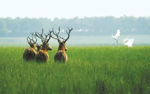 百年輝煌 美麗中國(guó) 林草圖片展受到好評(píng)