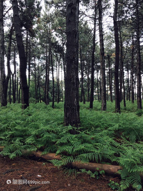 林木中的樹(shù)