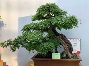 2019中國 東盟博覽會林木展盛大開幕 3天免票 火爆全城