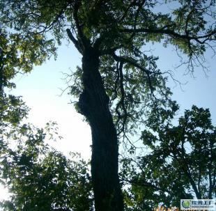 櫸木 苗木 樹木 林木 綠化喬木_農(nóng)副產(chǎn)品_世界工廠網(wǎng)中國產(chǎn)品信息庫