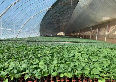 白銀靖遠(yuǎn):發(fā)展蔬菜產(chǎn)業(yè) 助力鄉(xiāng)村振興