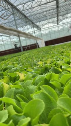 實(shí)拍科技培育蔬菜_3840X2160_高清視頻素材下載(編號:6345529)_實(shí)拍視頻