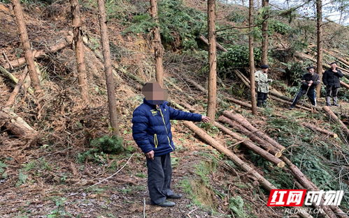 新邵 嚴(yán)懲盜伐林木 守護(hù)青山綠水