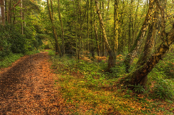 【林木】圖片免費(fèi)下載_林木素材_林木