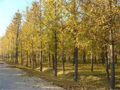 邳州市粒粒康銀杏苗圃 6公分的銀杏樹多少錢 天津銀杏樹多少錢