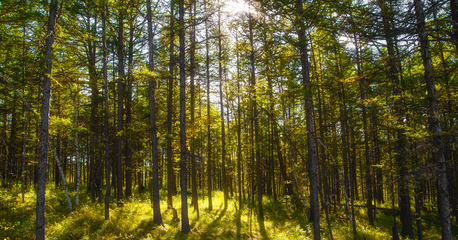 森林法修訂草案二審稿引熱議:建議對(duì)盜伐濫伐林木行為加大處罰力度