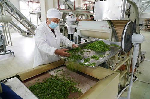 多彩產(chǎn)業(yè)鋪就秦巴山區(qū)群眾致富路