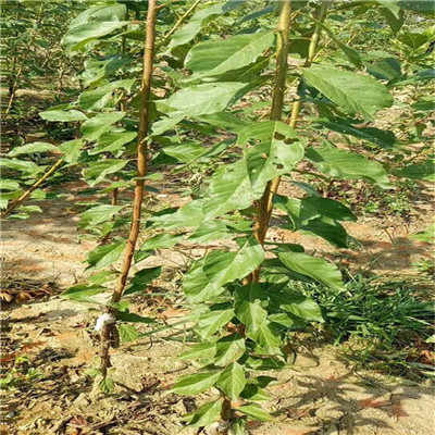 阿勒泰地區(qū)西梅藍蜜李子苗畝產(chǎn)多少斤 詳情咨詢