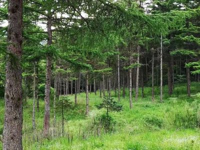 自家房前屋后的零星林木能砍嗎? || 897科普