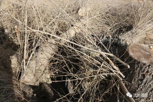 玉門市查處一起濫伐林木罪重大案件