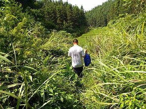 頂烈日 戰(zhàn)高溫,他們穿梭在山林里