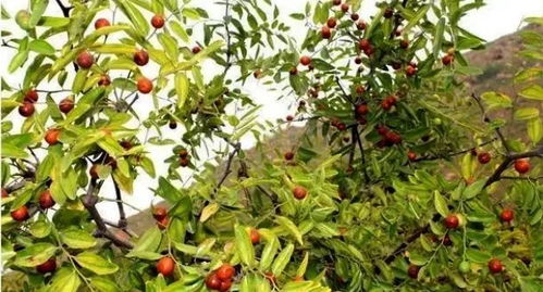 價格飆升 這種陜西 特產(chǎn) 火了