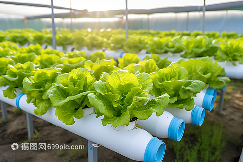 農業(yè)溫室培育的綠色蔬菜