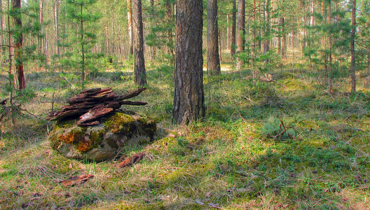 森林中有地衣和苔蘚的老樹。林木自然綠色的木頭。森林里樹上的苔蘚。特寫