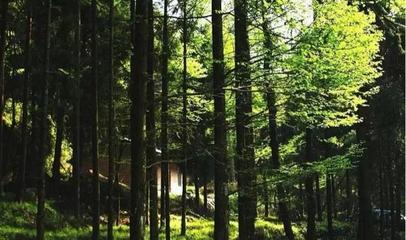 圖說巴中美景|林木蔥,清風爽,森林康養天馬山