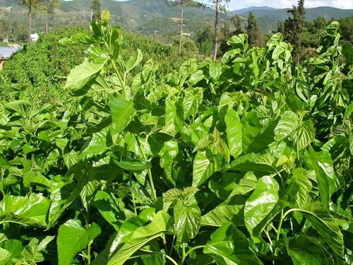 北朝林木的作用這么大,不光可以建房,竟然還可以用來美容