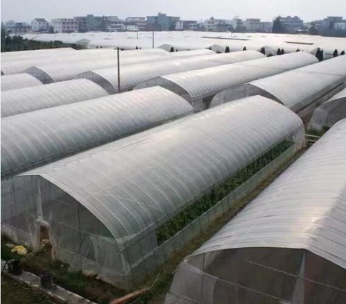 二連浩特大棚廠歡迎咨詢