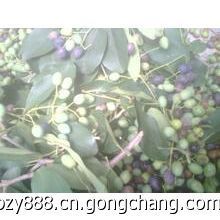 供應流蘇種子,批發(fā)流蘇種子,出售流蘇種子價格_農(nóng)副產(chǎn)品_世界工廠網(wǎng)