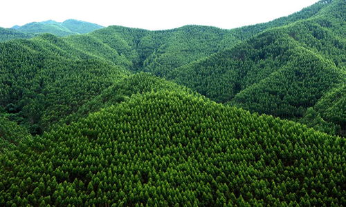 崇左寧明縣 六個著眼 做大做強林木產(chǎn)業(yè)