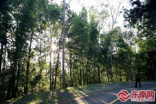 華安縣竹類植物園入選第一批省級林木種質(zhì)資源庫