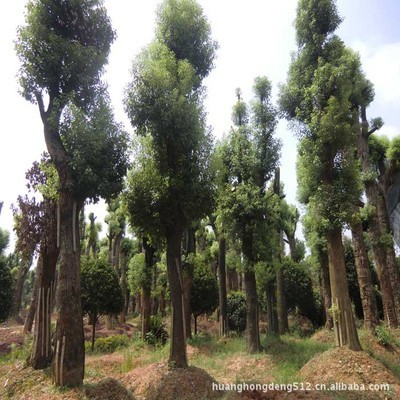 【灌木】優(yōu)價優(yōu)質低價直銷綠化樹苗 茶花 海石榴曼陀羅玉茗花耐冬_經(jīng)濟林木_農(nóng)林牧漁行業(yè)_產(chǎn)品_中國特產(chǎn)網(wǎng)