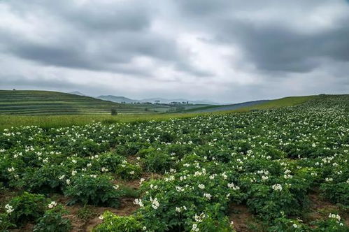 一送最少幾十噸,支援湖北的背后是世界第一硬核蔬菜大國