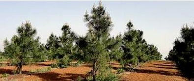 林木種質資源發掘 創制與利用 策略與方法 第三期 上 姜景民