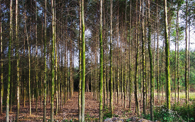 這種林木的生長迅速、能快速產(chǎn)生效益,但想種植卻不易申請